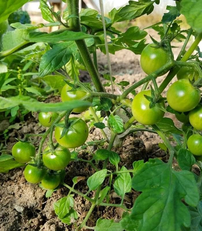 Why Pruning Can Be Beneficial For Tomatoes?