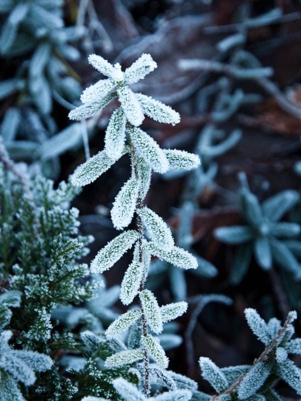 Winter Care For Perennial Herbs