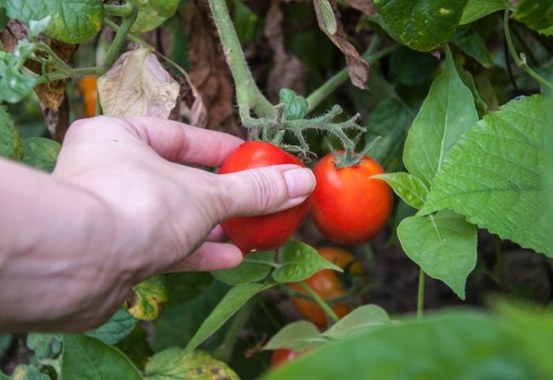  assessing when a tomato is ready to harvest