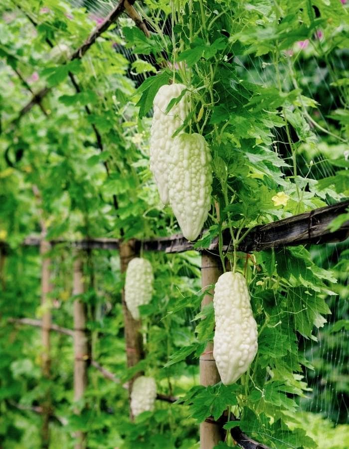 bitter gourd vertically on a stake, trellis
