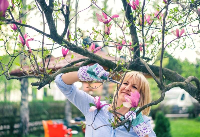 Woman cutting magnolia tree on a spring day