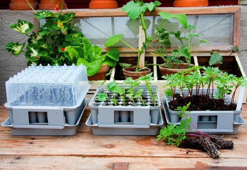How to Avoid the 10 Most Common Mistakes When Starting Seeds Indoors 1