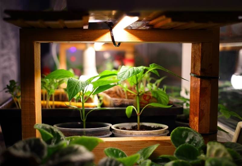 ensure your newly sprouted seedlings get enough light is to install grow lamps