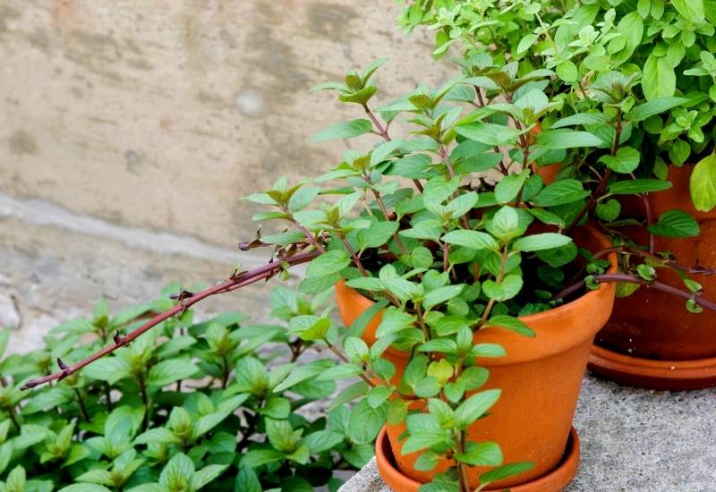 grow Marjoram in pot