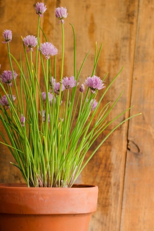 grow chives in pot