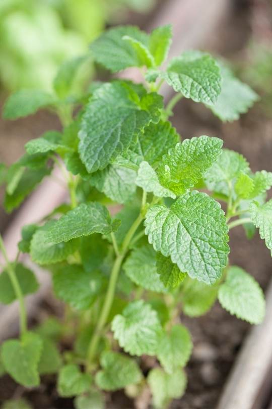 grow lemon balm in containers