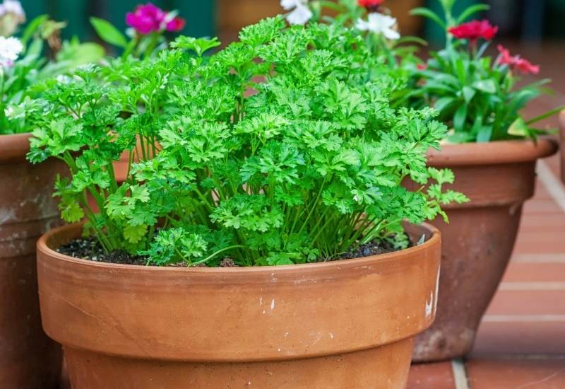 growing Parsley in pot
