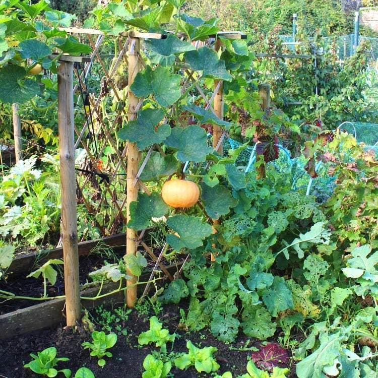 growing Pumpkins vertically on a stake, trellis