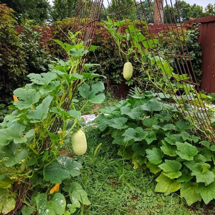 growing Winter Squash vertically on a stake, trellis