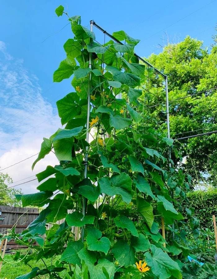 growing cucumbers vertically on a stake, trellis