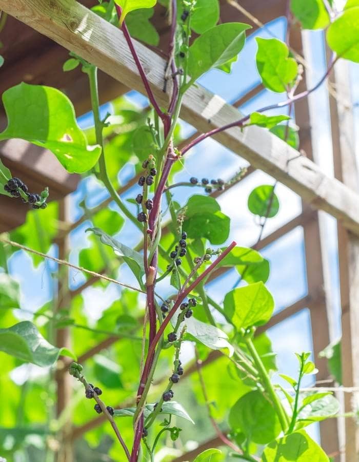 growing malabar spinach vertically on a stake, trellis