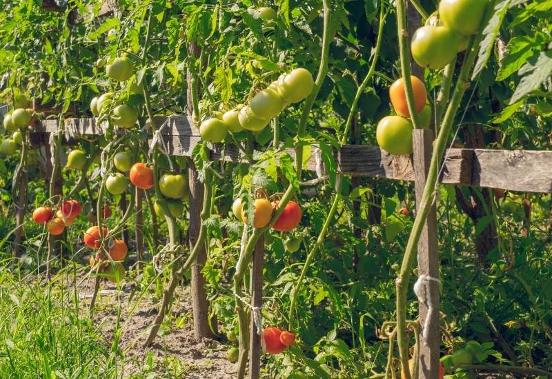 make sure you give your tomato plants appropriate spacing