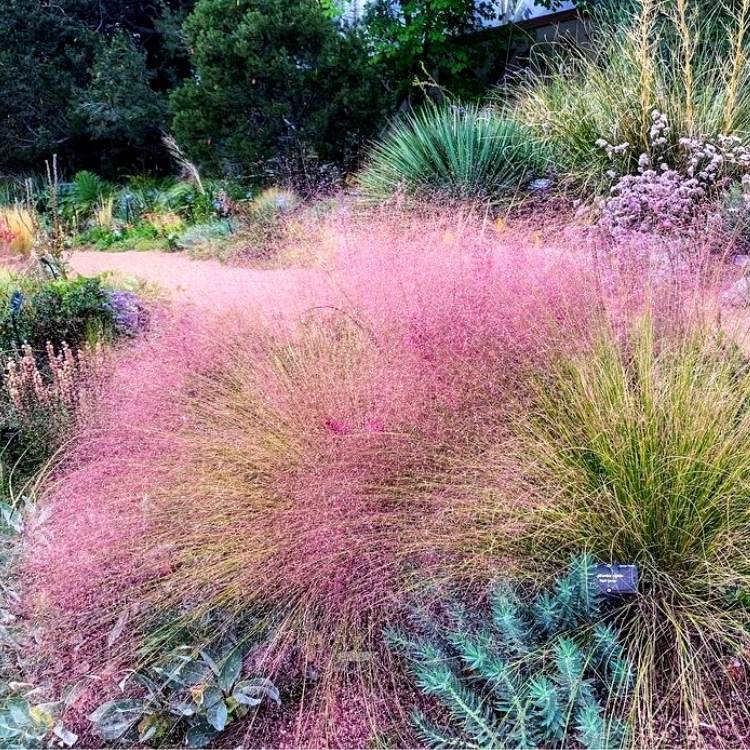 pink Muhly Grass