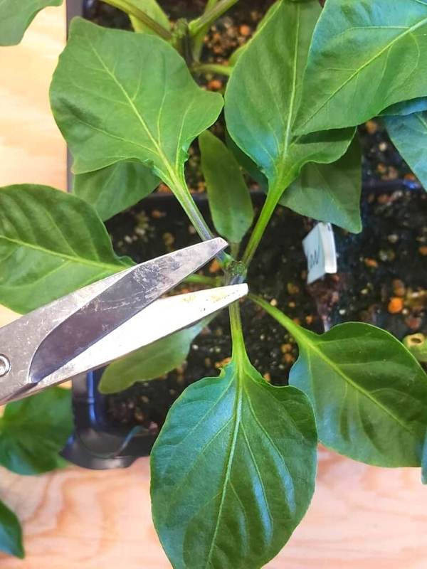 rune Pepper Plants Early In The Season