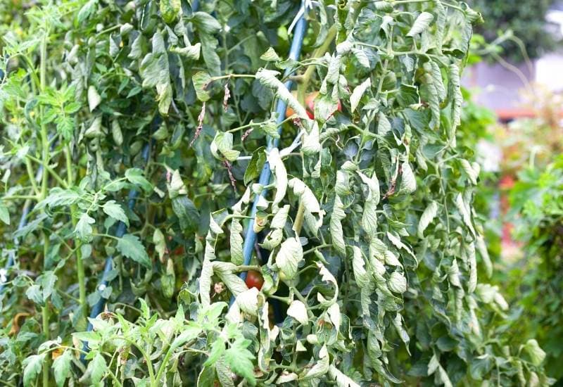 Tomato Leaf Curl: Causes& Cures For Curling Leaves On Tomato Plants