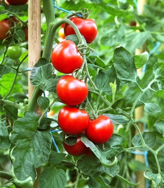 tomatoes are ripe is to check if the fruit has developed a shiny, glossy quality to its skin