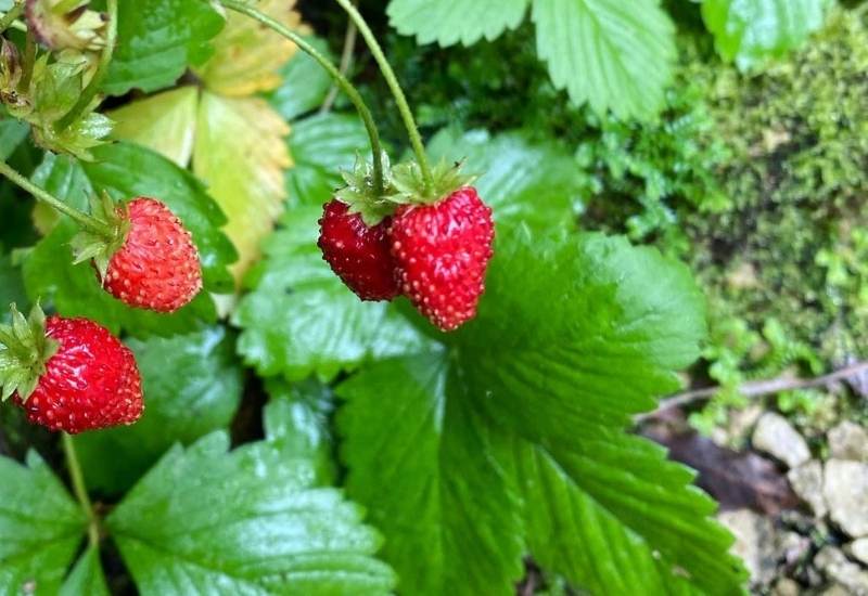 woodland strawberry For Shade Gardens