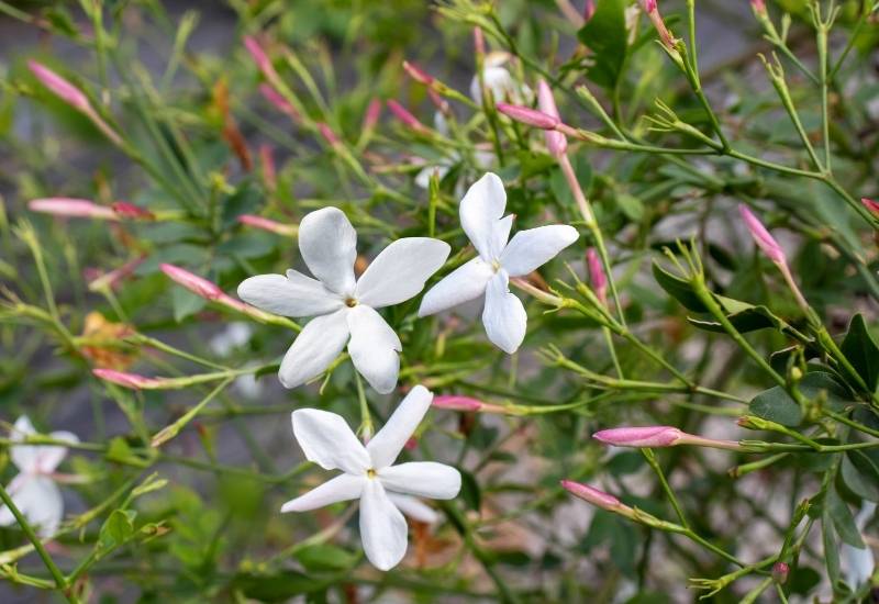 Common Jasmine (Jasminum officinale)