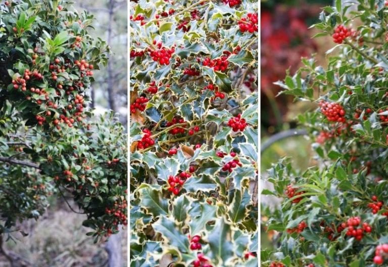 Holly Plant Varieties 10 Types of Holly Trees And Shrubs To Grow