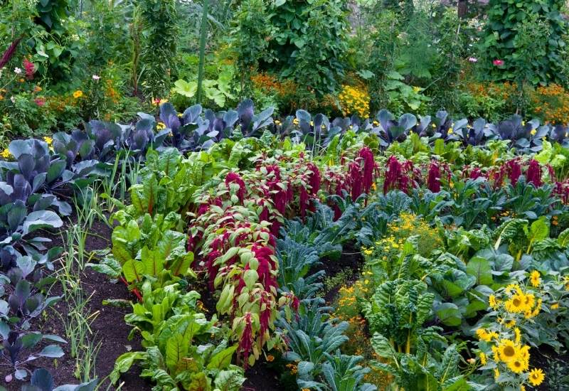 Vegetable Garden To Keep Crops Healthy, Vegetable Garden Pictures Free