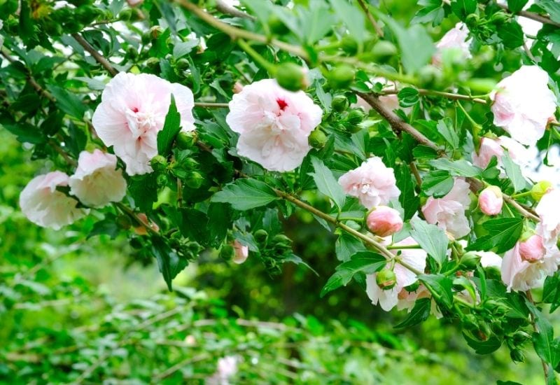 14 Stunning Rose Of Sharon Varieties For Adding Late-Season Color To Your Garden
