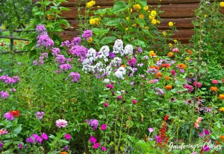 12 Spring-Blooming Annuals To Inject early Color into your Garden
