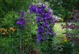20 Gorgeous Shade-Tolerant Flowering Vines To Add Vertical Color And Texture To Your Shady Garden