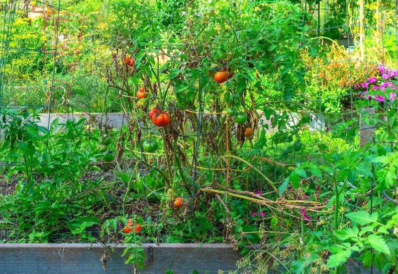 Image of Basil and tomatoes co planting