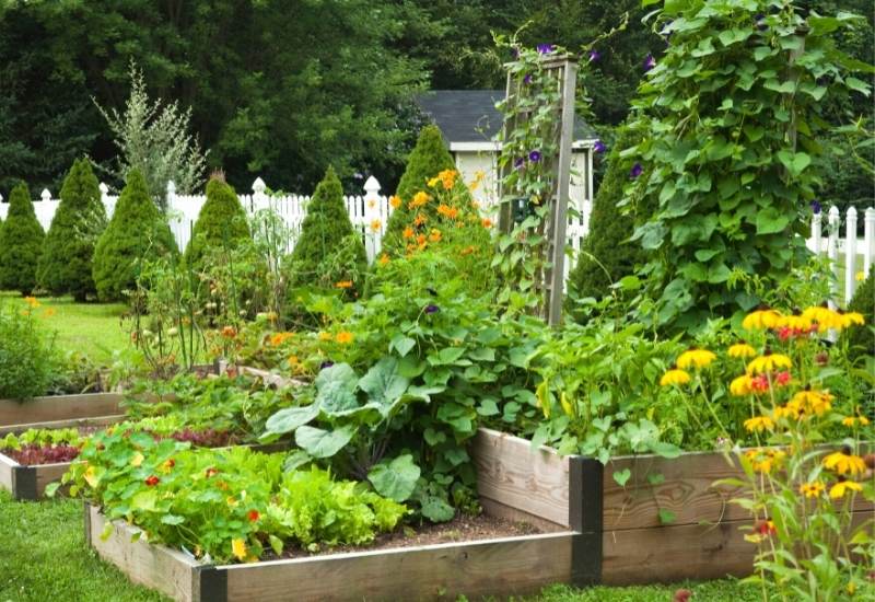 24 Companion Plants To Grow With Tomatoes