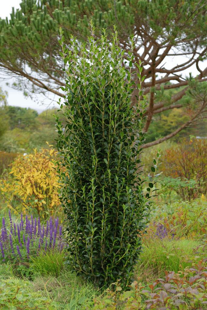 10 Types of Holly Bushes and Trees for your landscape (Identification Guide) 1
