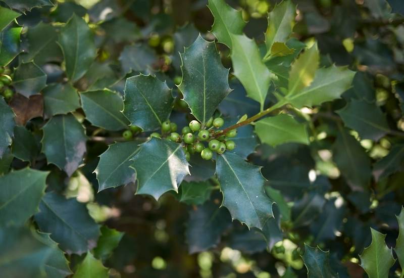 American Holly (Ilex Opaca)