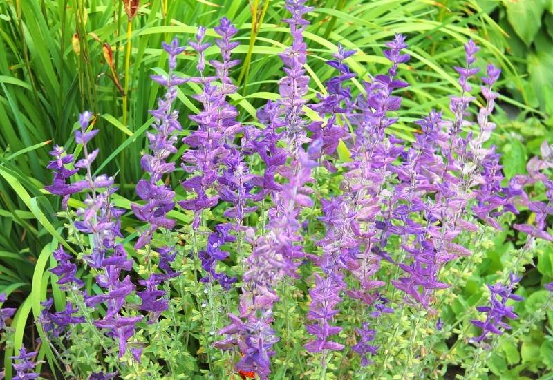 Annual Sage (Salvia horminum)