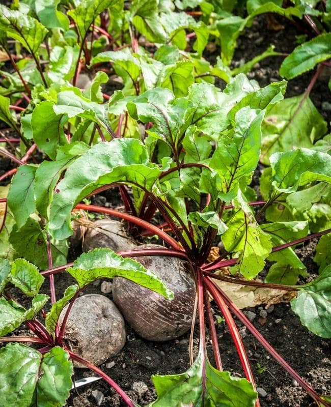 Are Beetroots Supposed To Be Poking Out Of The Soil
