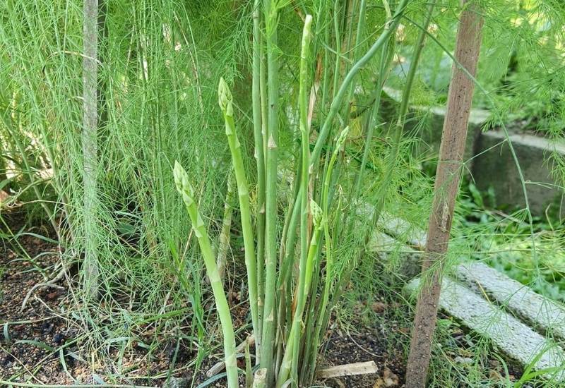 Asparagus