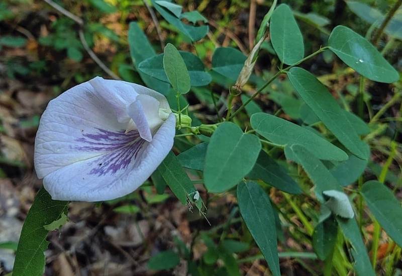 20 Gorgeous Shade-Tolerant Flowering Vines To Add Vertical Color And Texture To Your Shady Garden 18 Atlantic Pigeon Wing (Clitoria mariana)