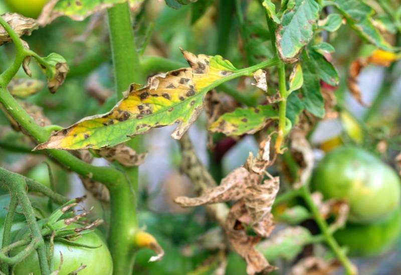 How to Identify, Treat and Prevent Early Blight on Tomato Plants 6 Bacterial Spot