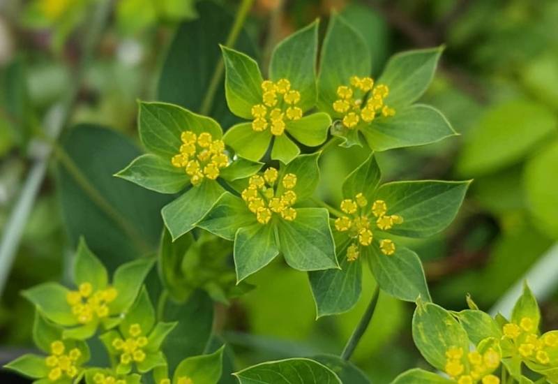 Blupleurum (Blupleurum spp.)