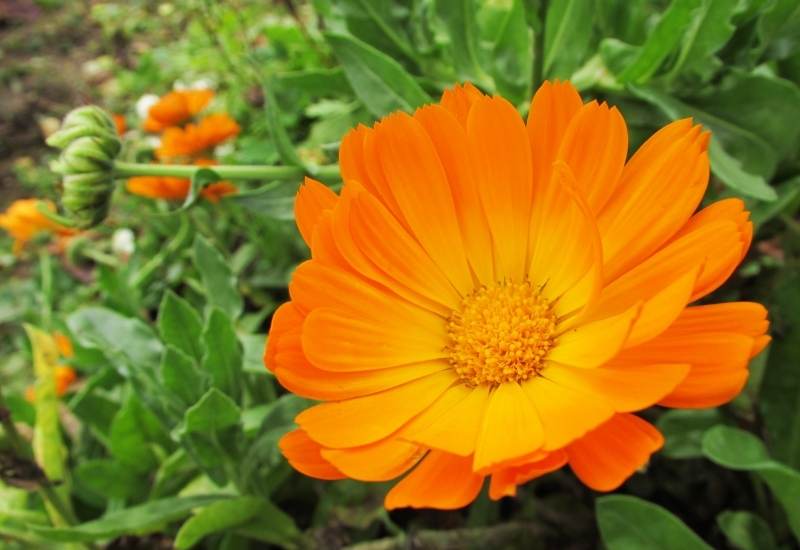 Calendula officinalis