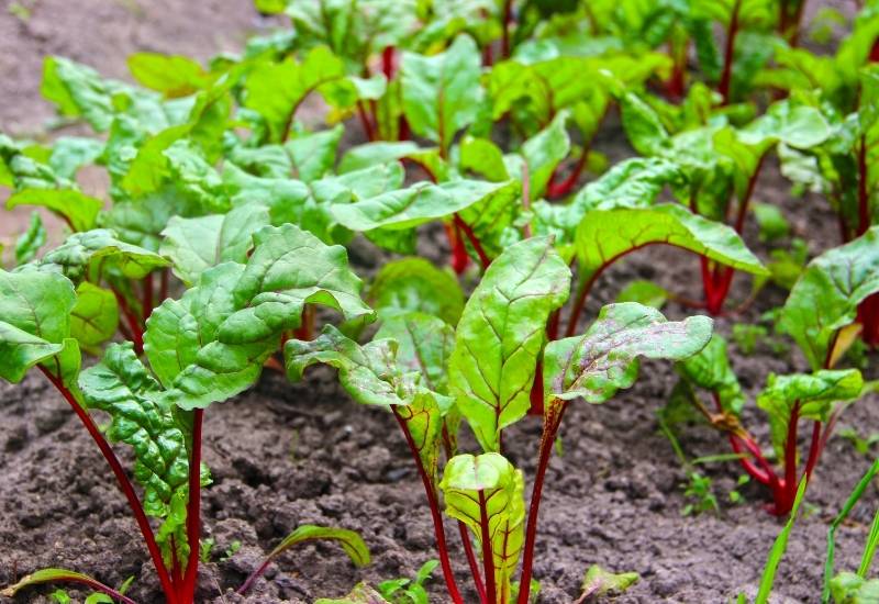 Can I Harvest Beet Greens While The Root Is Still Growing?