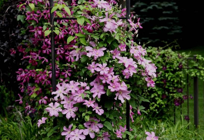 Clematis Vines Growing on Pergola and Fence