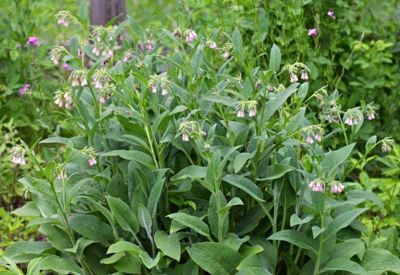 Comfrey