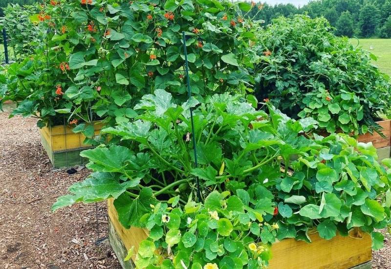 The 8 Best Companion Plants To Help Your Beets