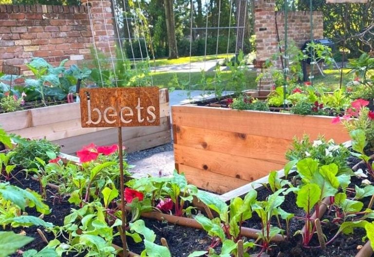 8 Companion Plants To Grow With Beets (And 3 You Should To Never Grow Near)