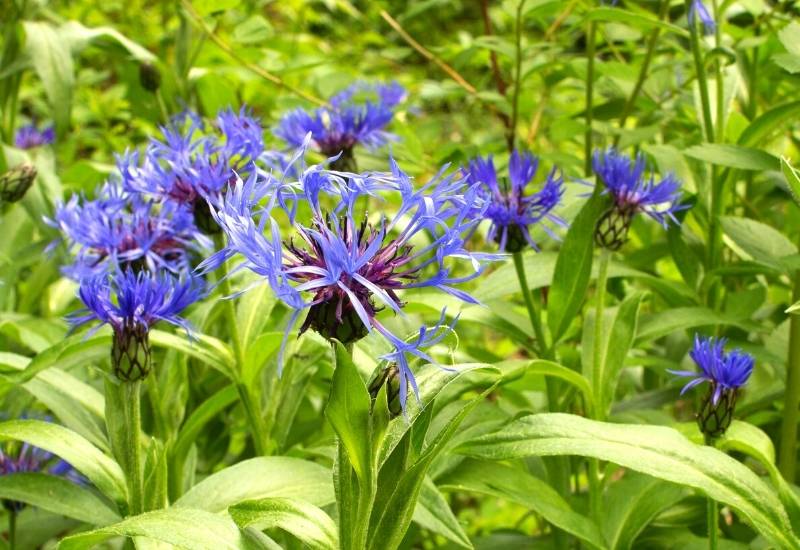 Corn Flower, a.k.a. Bachelor’s Button (Centaurea cyanus)