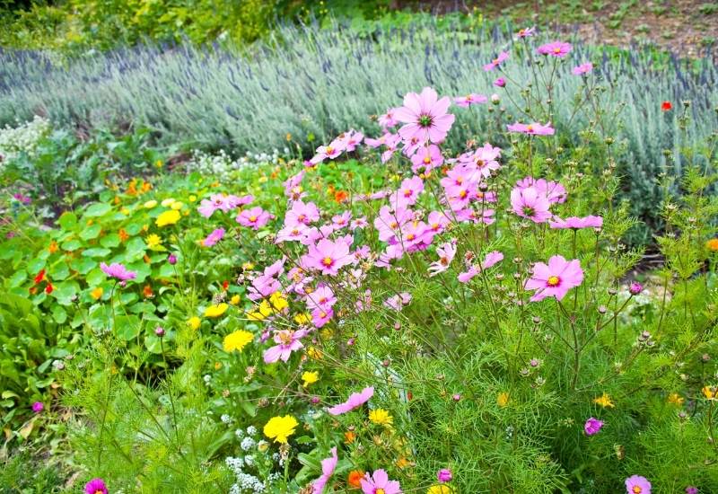 Cosmos in vegetable garden