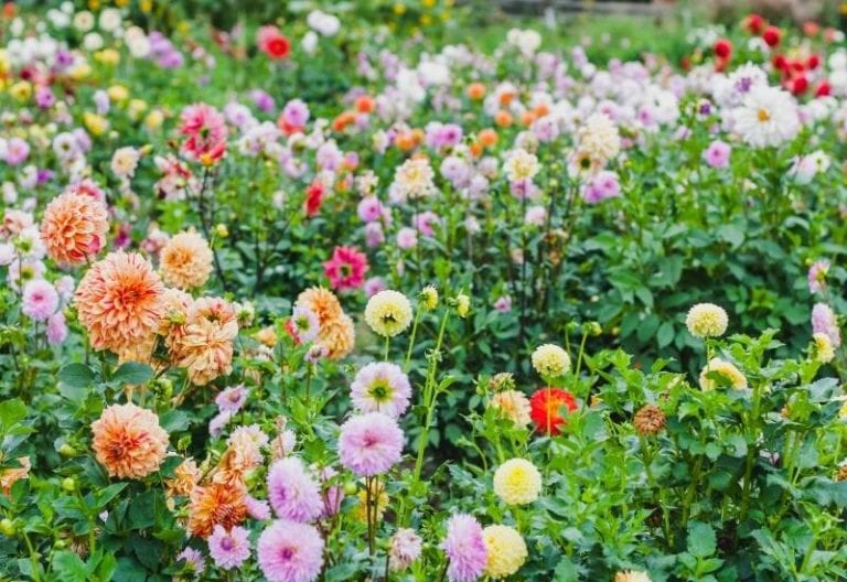 Dahlia Varieties – Understanding Different Types of Dahlia Flower Classifications and Formations