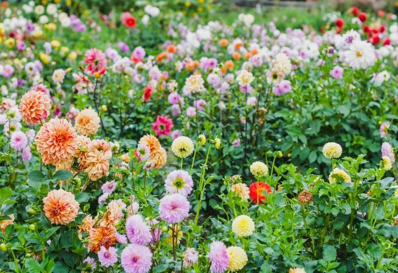 Dahlia Varieties - Understanding Different Types Of Dahlia Flower Classifications And Formations