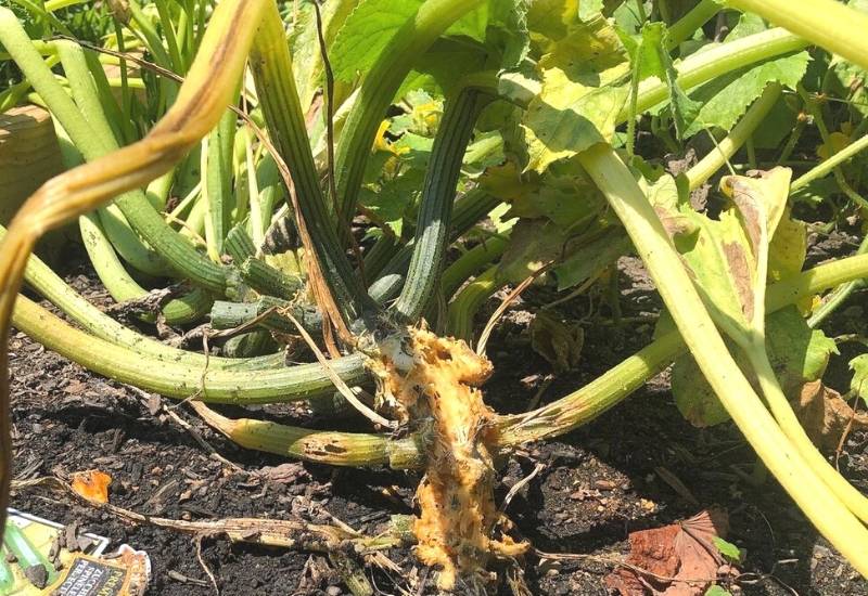 Damaged Roots Can Cause Yellowing Leaves