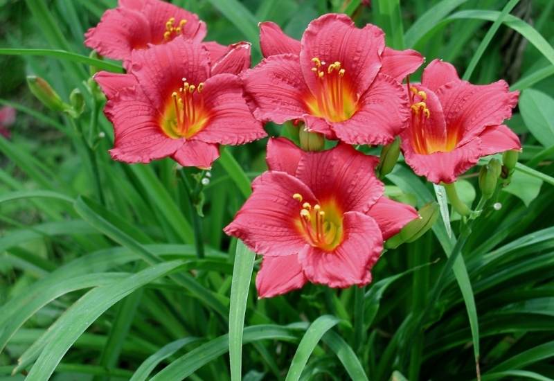 Daylily ‘Autumn Accent’