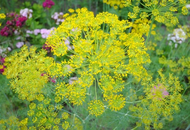 Dill is a perennial herb that will keep pests away from your tomato plants with its powerful scent and also attract beneficial, predatory insects that keep pesky caterpillar and hornworm populations at a minimum. However, once dill has fully matured it should be moved away from tomato plants as it will begin to have the opposite effect and hinder its growth.